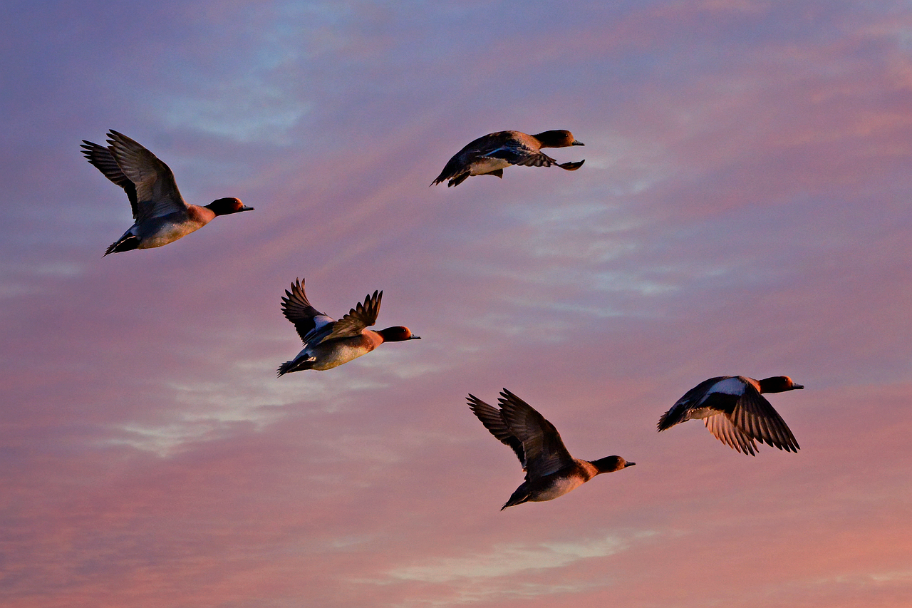 Top 7 Cloud-Migration-Berater in Kiel für Mittelständler 2026
